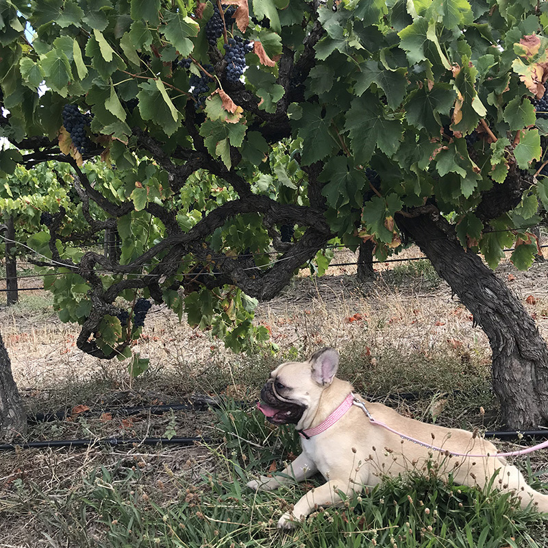 Poppy The Frechie at the vineyard