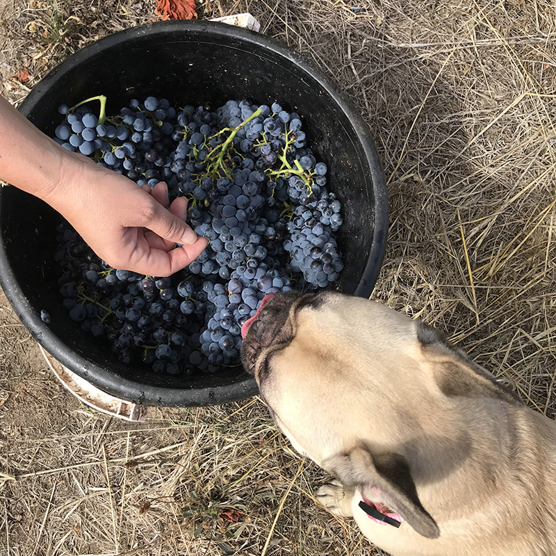 Poppy with grape bucket